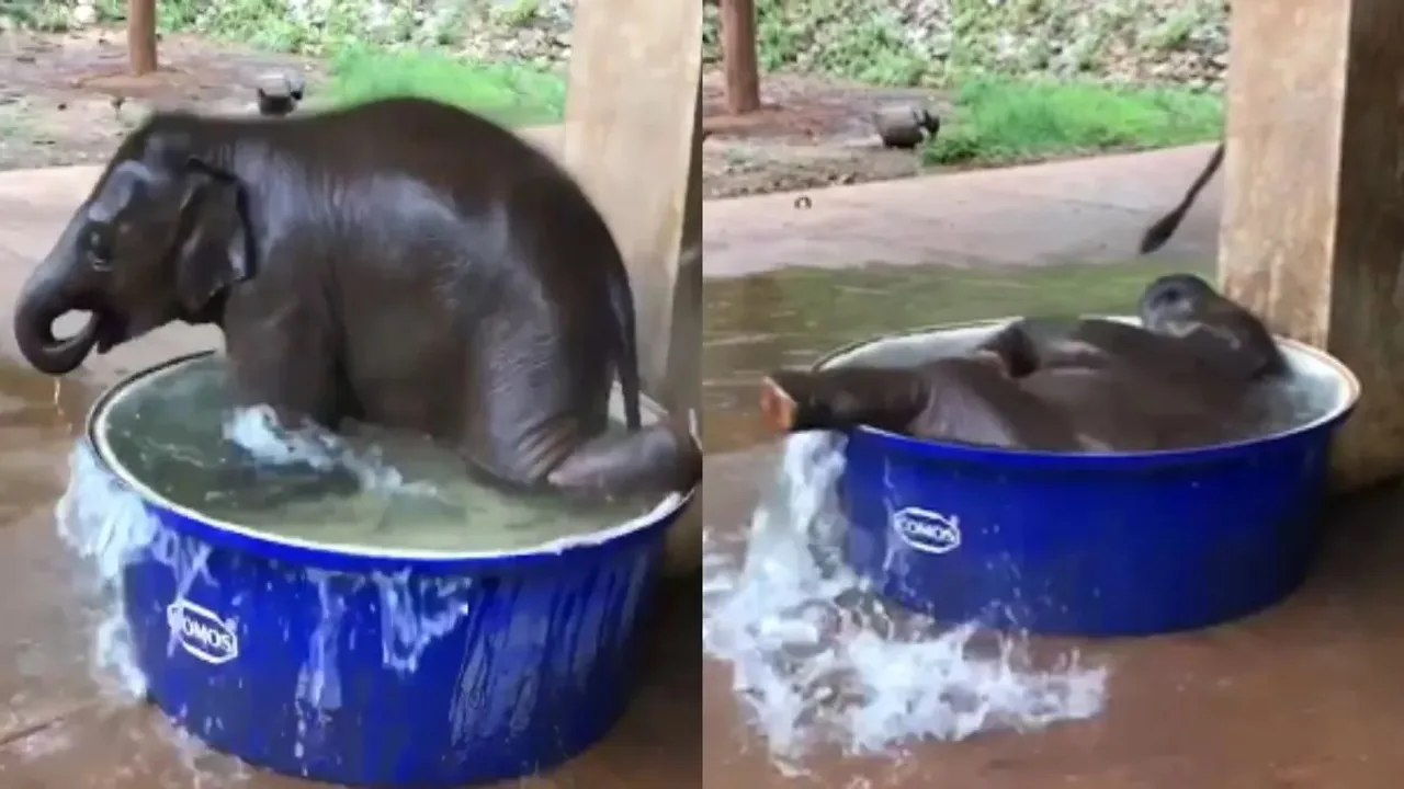 "baby elephant, funny video, viral video, Viral news, trending news, baby elephant masti video, baby elephant fun video,