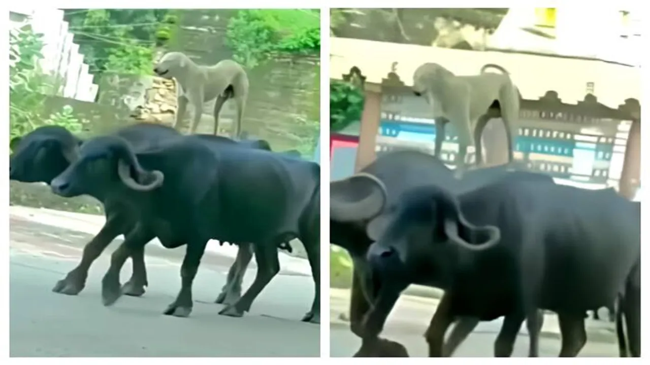 Dog Standing On Buffalo Back, Dog Standing On Buffalo Back Video, Dog Standing On Buffalo Back Viral Video, Dog On Buffalo, Dog On Buffalo Video, Dog On Buffalo Viral Video, Latest Viral Video, Viral Video Today, Trending Video,Bangla News, Latest Bangla News, News in Bangla, Bengali News, Latest Bengali News, News in Bengali"