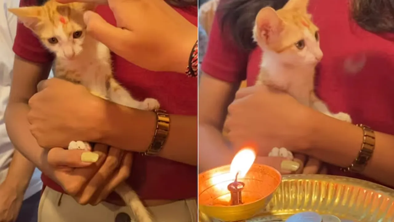 "Pune news,Kitten,naamkaran ceremony"