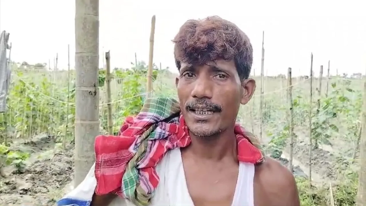 Many farmers are making more money by cultivating cucumbers, শসা চাষ