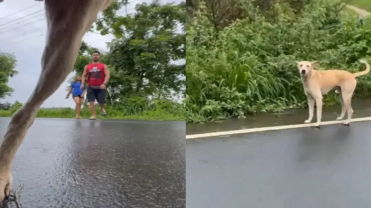 Couple Video, Couple hot video, Couple reels, Couple viral reels, Couple romantic video, Hot Couple romantic video, Couple Reels on instagram, Couple shorts, Couple viral video, Romantic Walk Trun Funny Thing, Dog Pee On Romantic Reel,