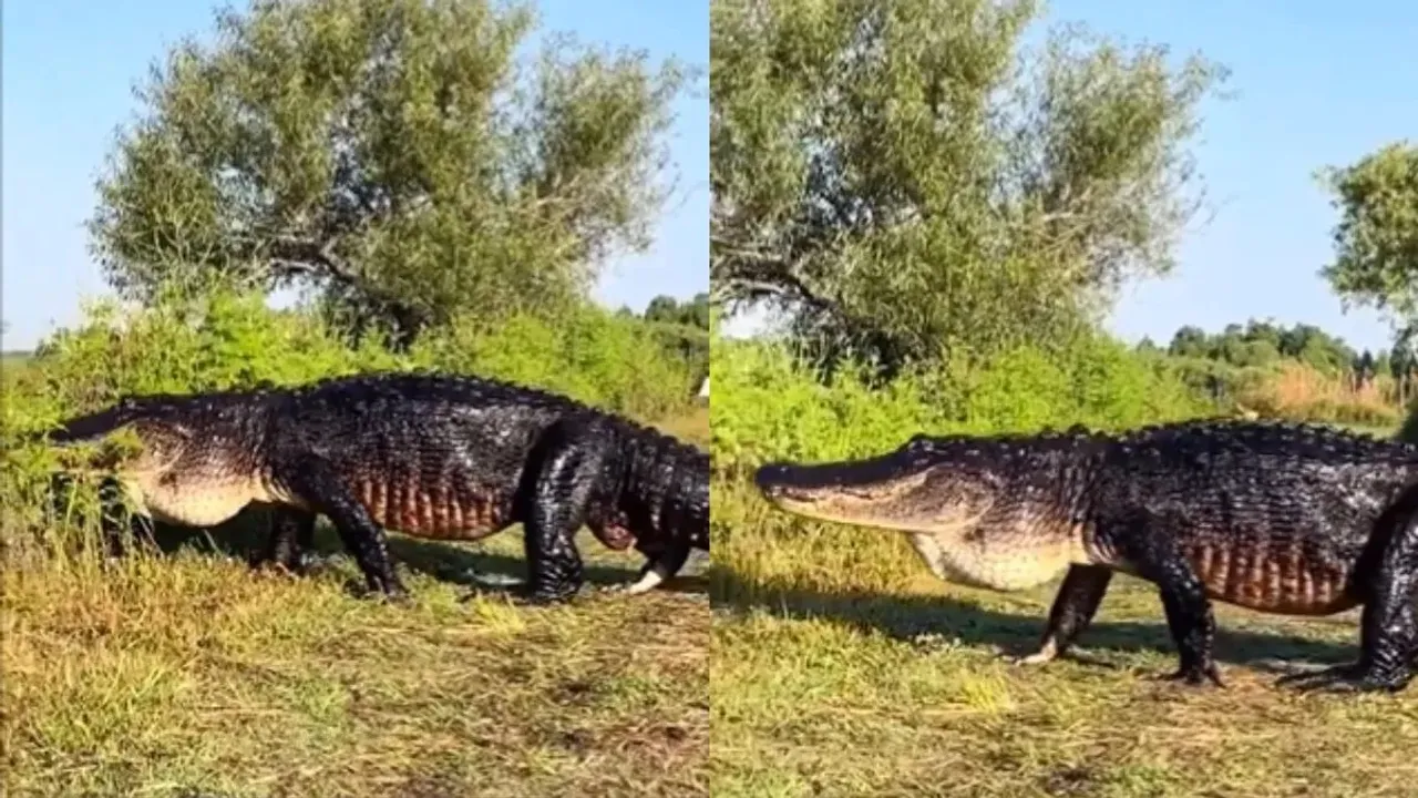 Viral Video, Viral Crocodile Video, Crocodile Video, Wildlife Video, Big Crocodile Video, Viral Giant Crocodile Video,