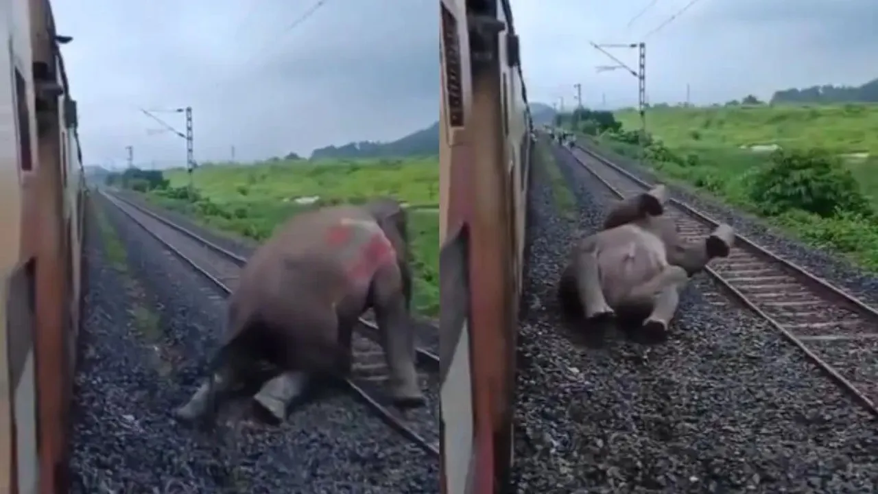 Kanchanjunga Express hit baby elephant, train hathi ki takkar, Train Hathi Ki Takkar Ka Video,