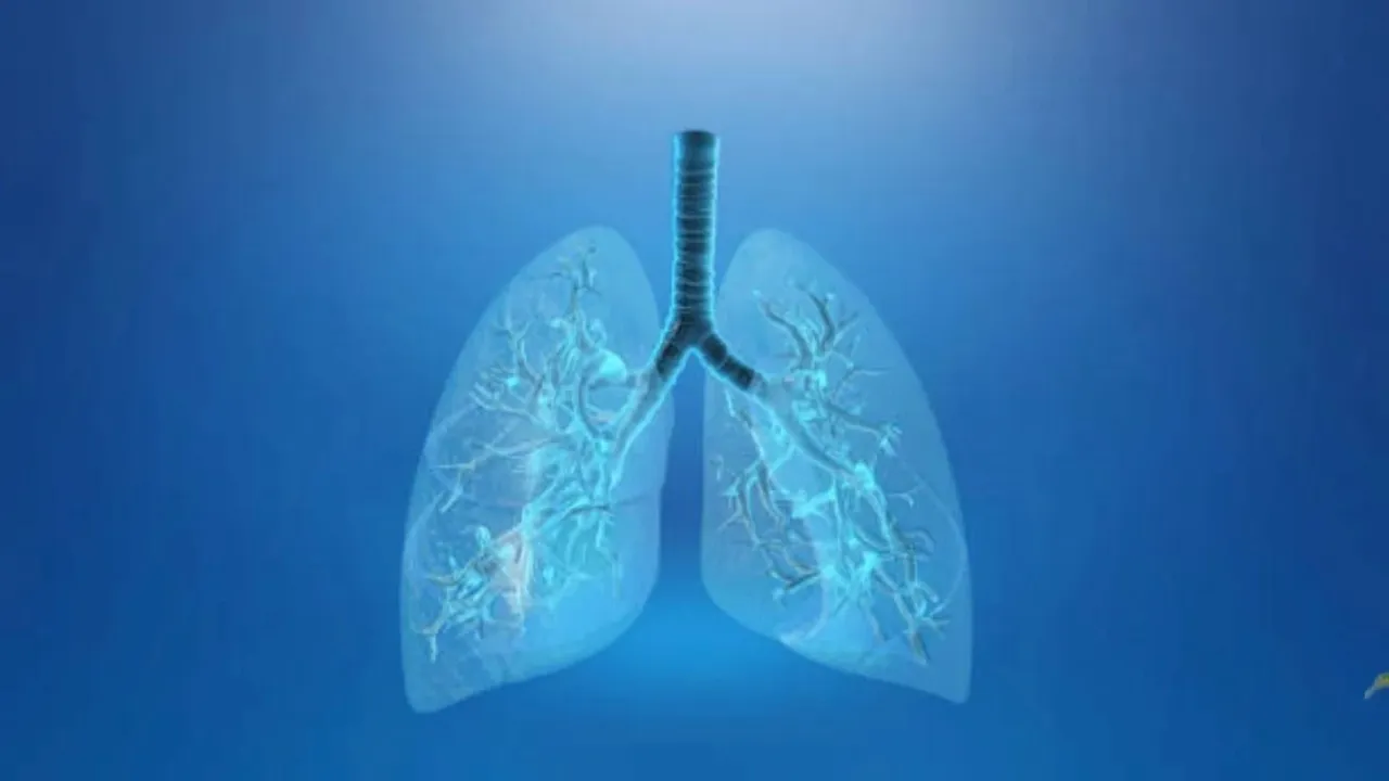 Lungs