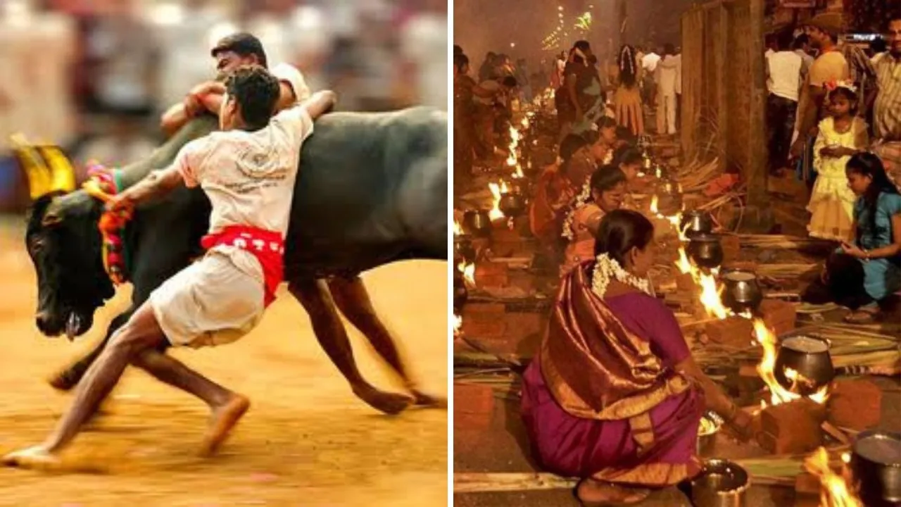pongal festival 2026