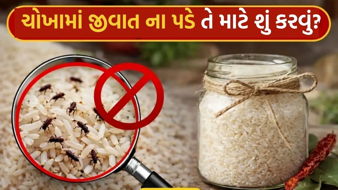 Rice From Bugs And Weevils