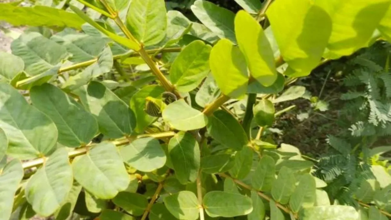 arani plant benefits