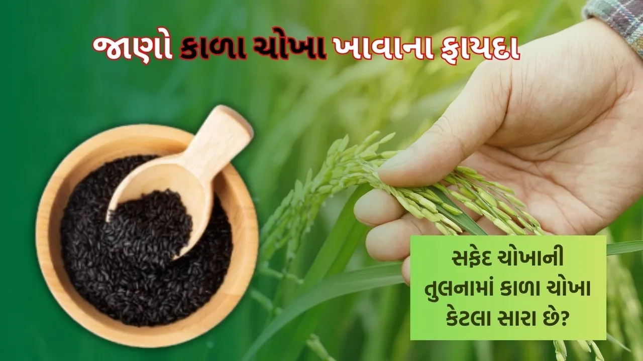 special features of black rice