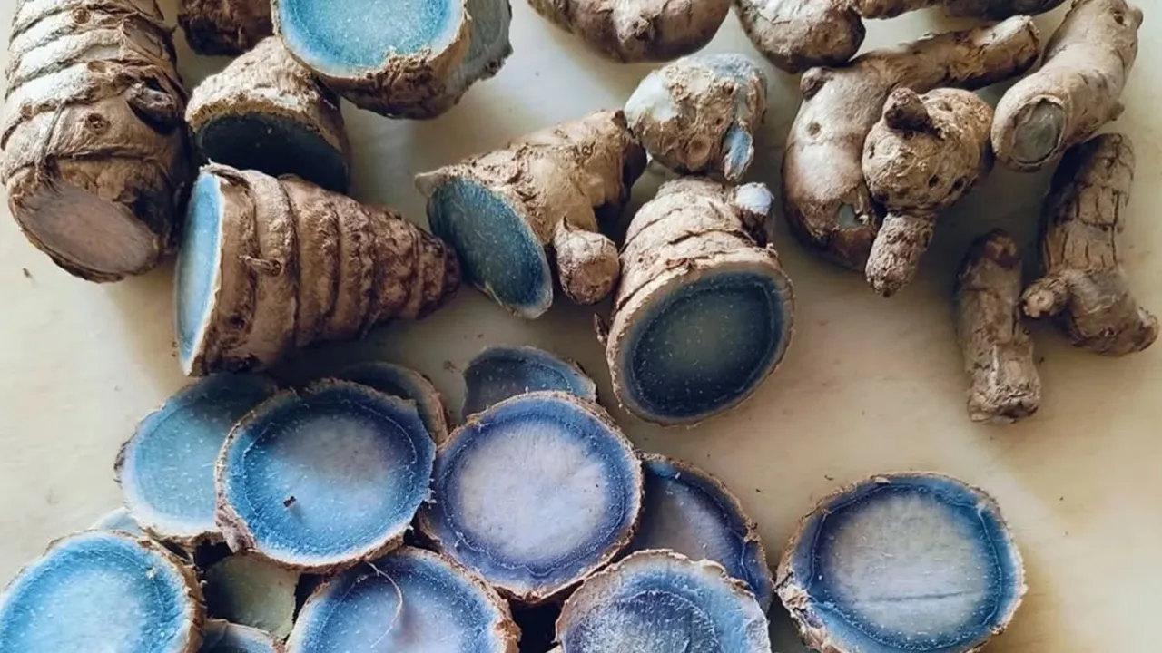 blue turmeric benefits use difference