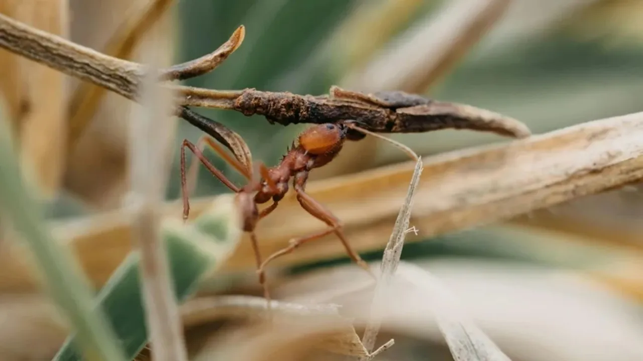 Animals stronger than humans