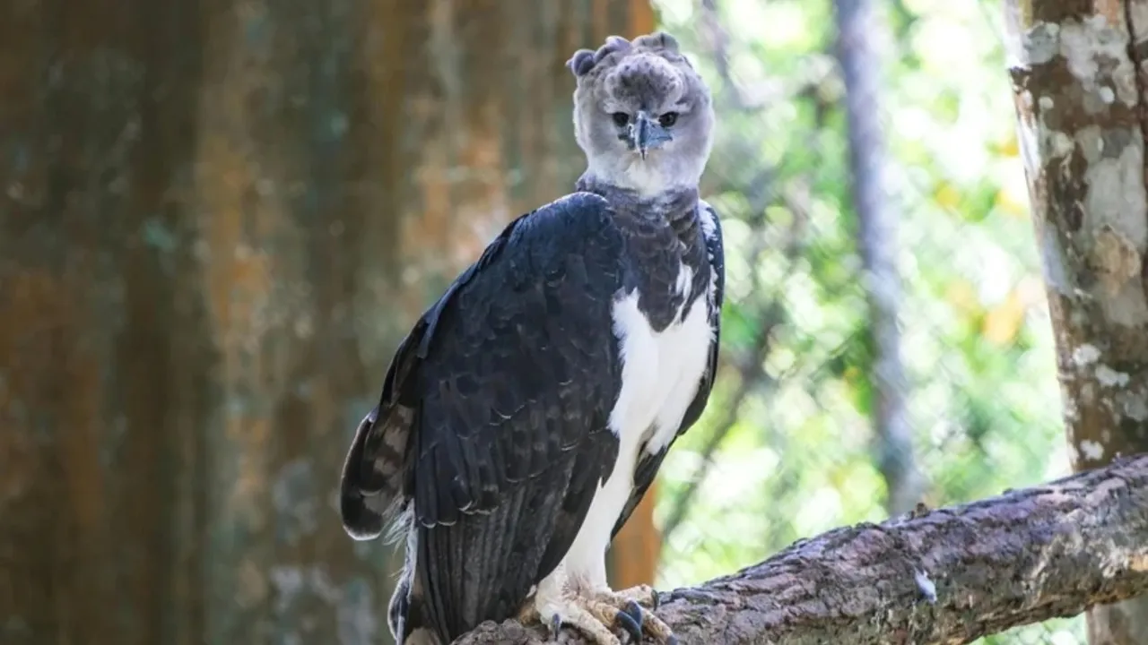 Incredible animal strength facts