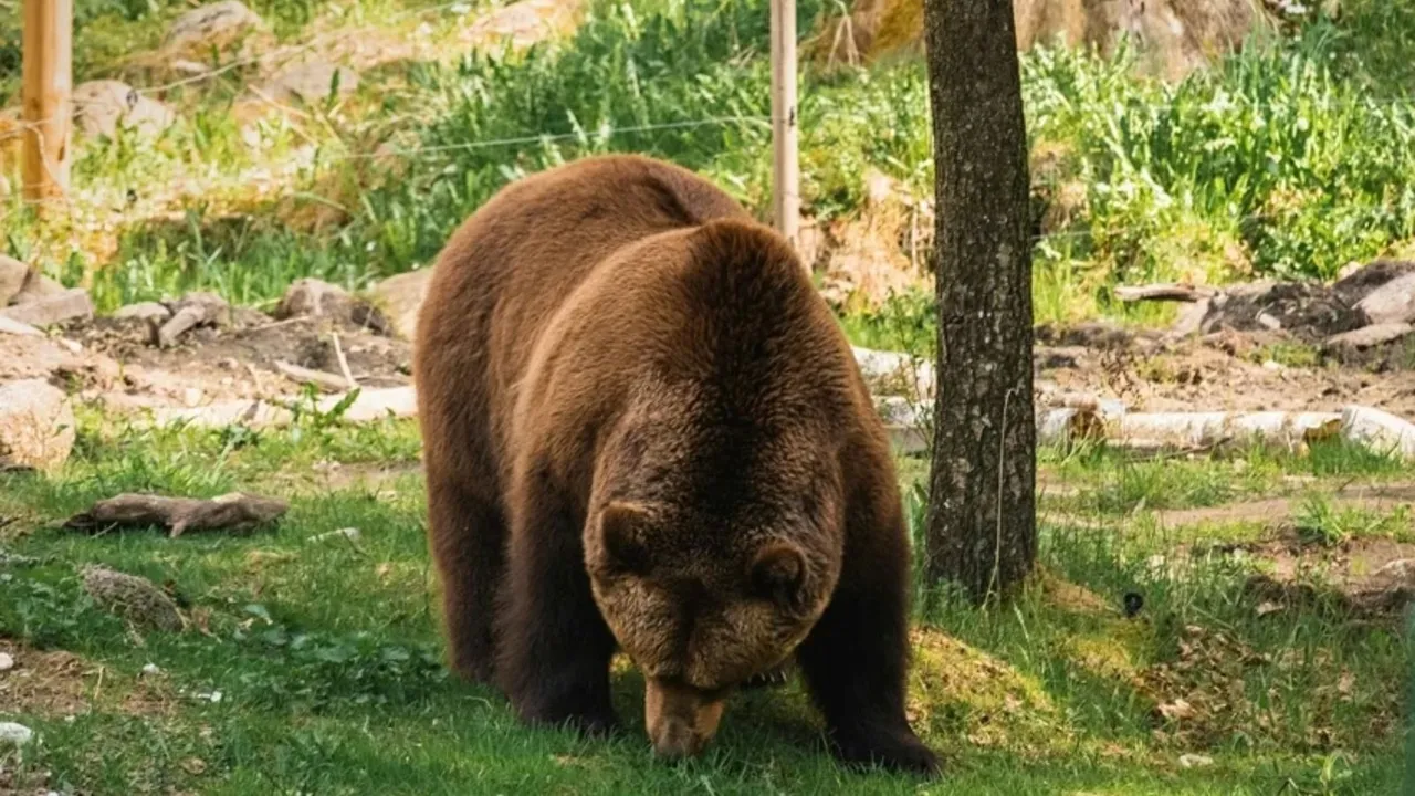 Leafcutter ant strength