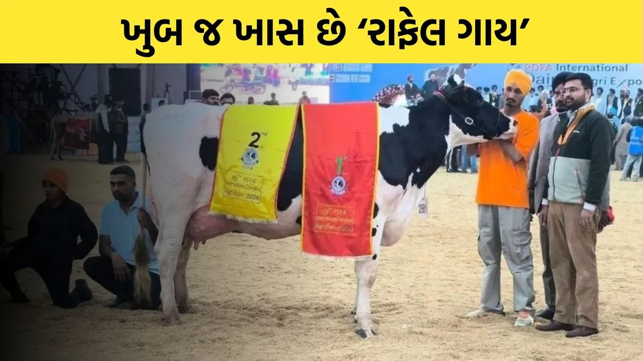 sauthi vadhu doodh apti gay