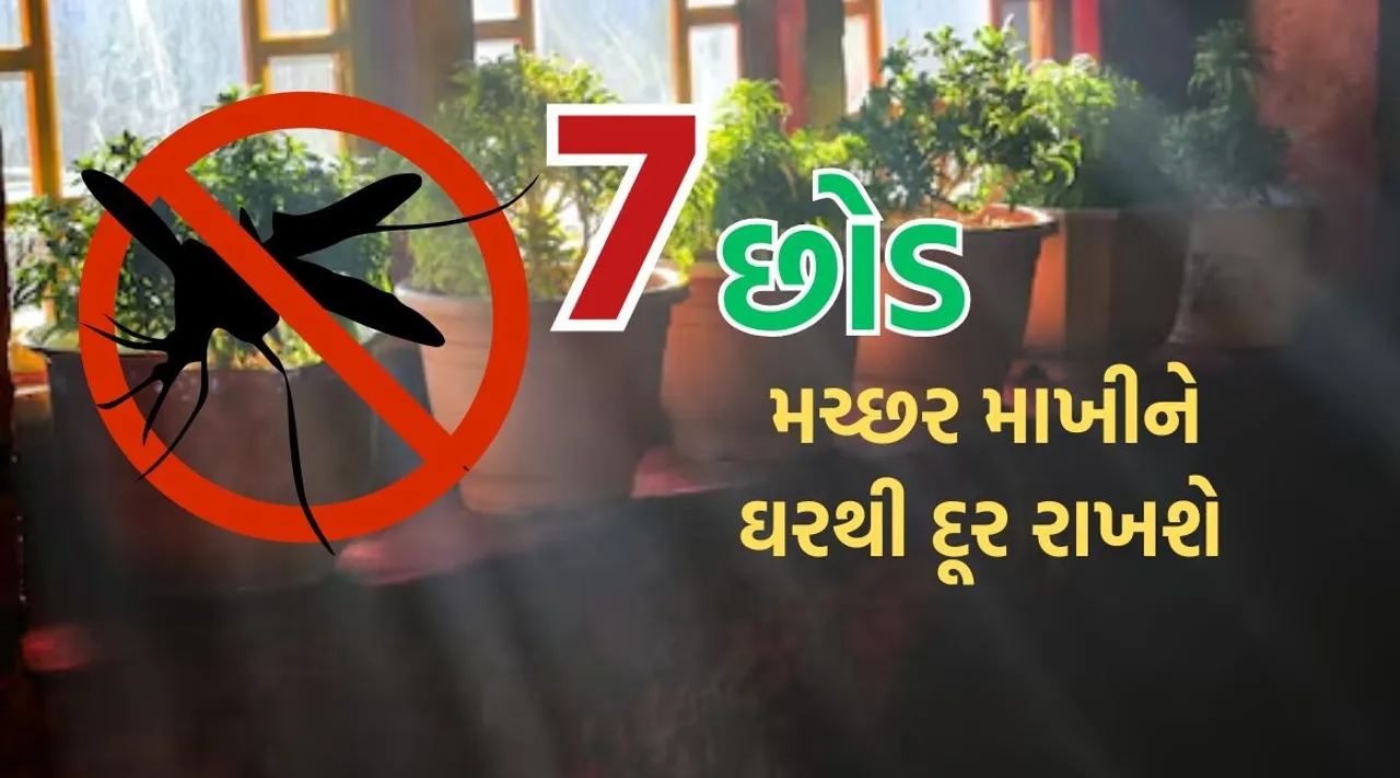 Herbal Plant For Mosquito Fly Rid From Home