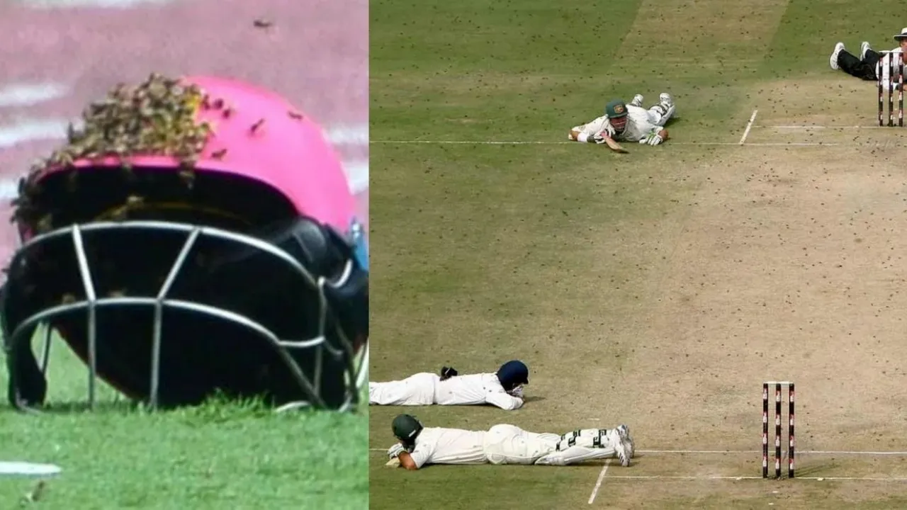honey bees attack cricket match