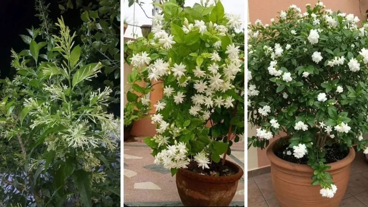 Best fragrant plants for balcony garden | How to grow Raat Rani and Jasmine at home | બાલ્કની માટે શ્રેષ્ઠ સુગંધિત ફૂલોના છોડ | રાતરાણી અને ચમેલીના છોડની માવજત