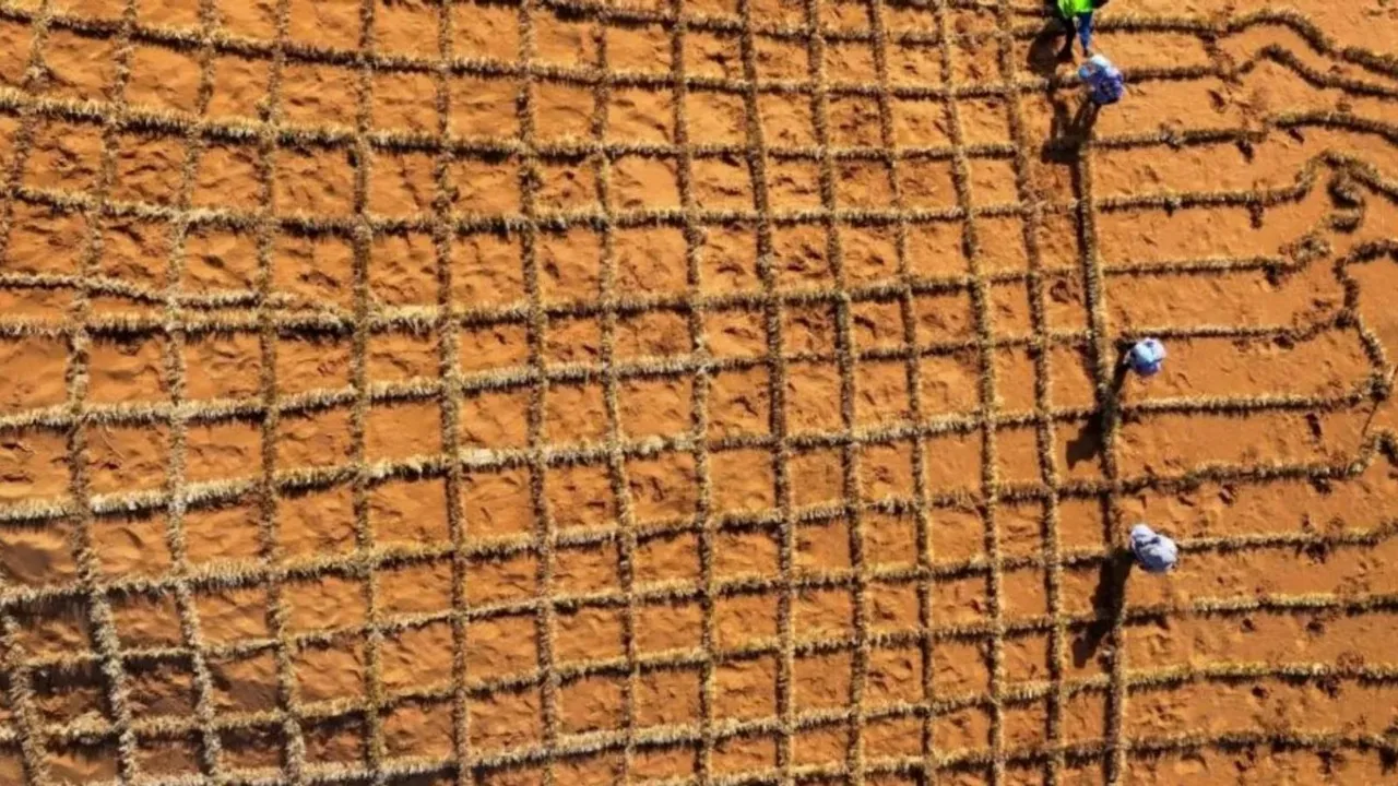 China desert sand to fertile soil technology | Cyanobacteria desert greening process