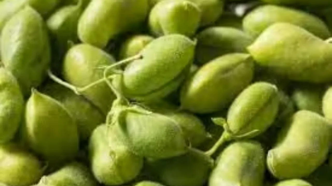 Health Tips Gujarati | Green Chick Peas | Benefits of Green Chick Peas