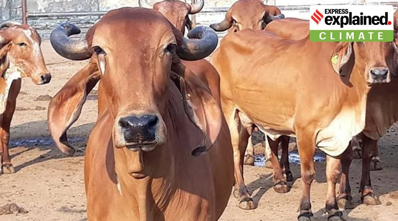 It is estimated that the ruminant digestive system is responsible for 27 per cent of all methane emissions from human activity. (File photo)