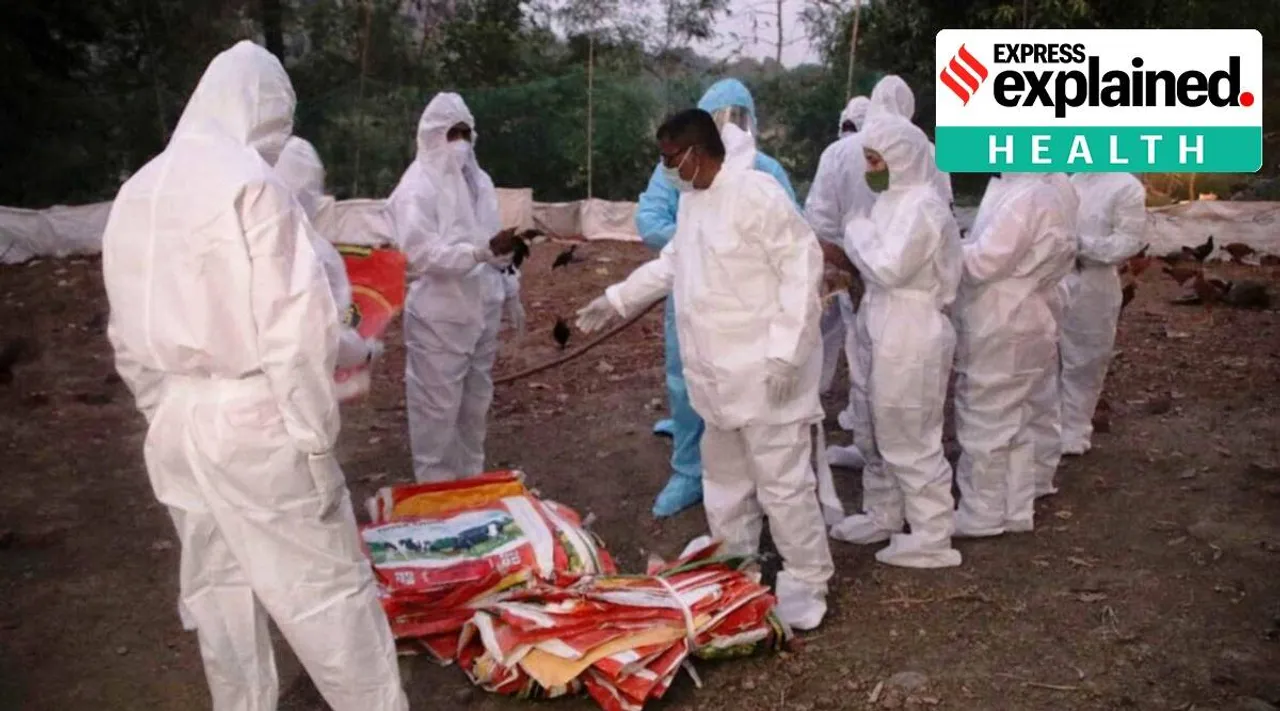 The ongoing avian flu outbreak is considered the largest observed in Europe to date, according to the European Food Safety Authority, an EU agency. Between October 2021 and September 2022, 50 million farm birds had to be culled in 37 countries. (Express photo by Deepak Joshi)