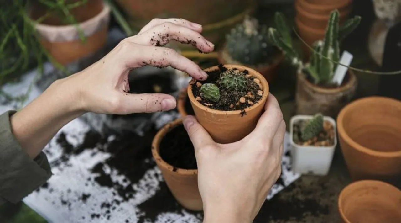 Pica is an eating disorder in which a person feels compelled to eat non-nutritive things such as dirt, clay, chalk, charcoal etc.