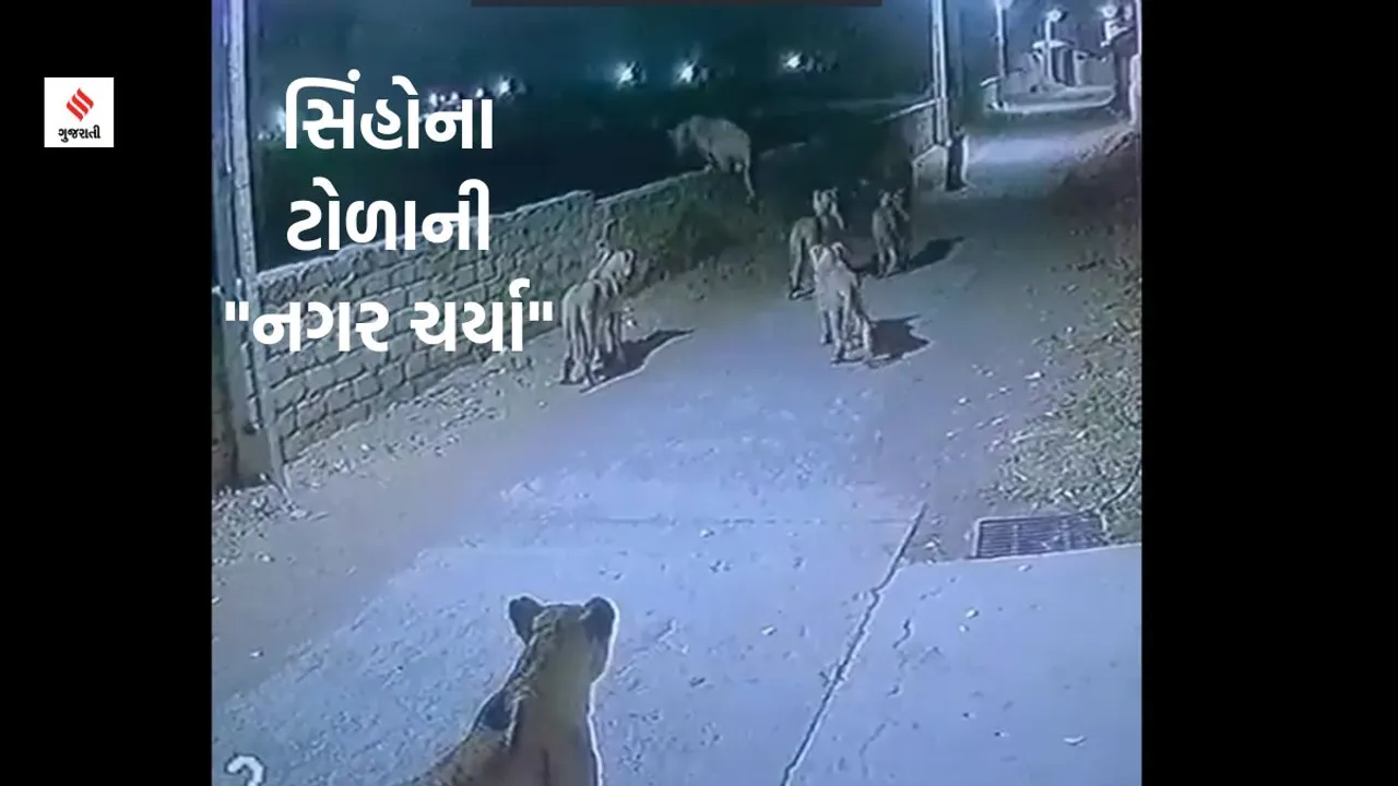 lion video viral, Gujarat lion video, lions in Gujarat, lions walking on street