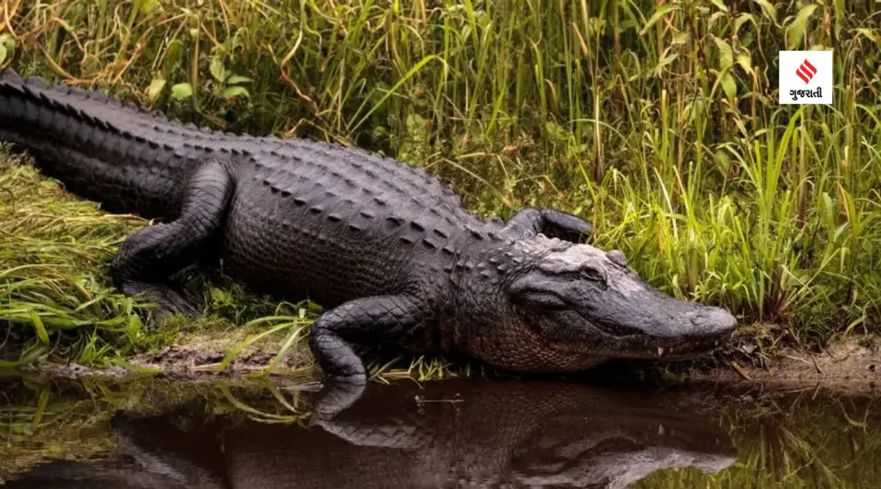 alligators crocodiles