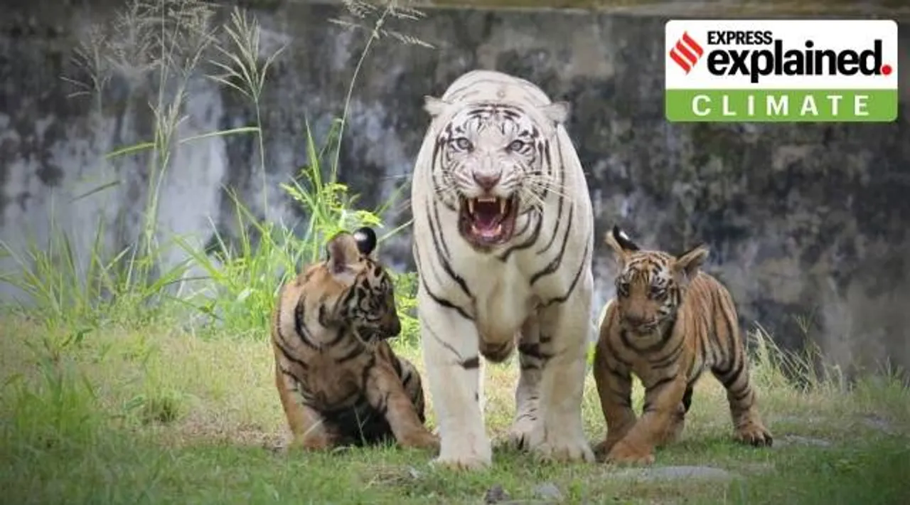 Tiger cubs with their mother, a white tigress, at a Punjab zoo. India harbours more than 70% of the global wild tiger population.