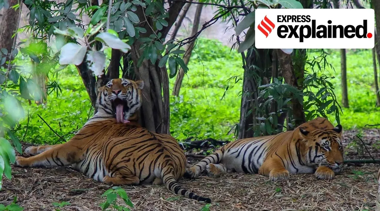 Project Tiger Fifty years