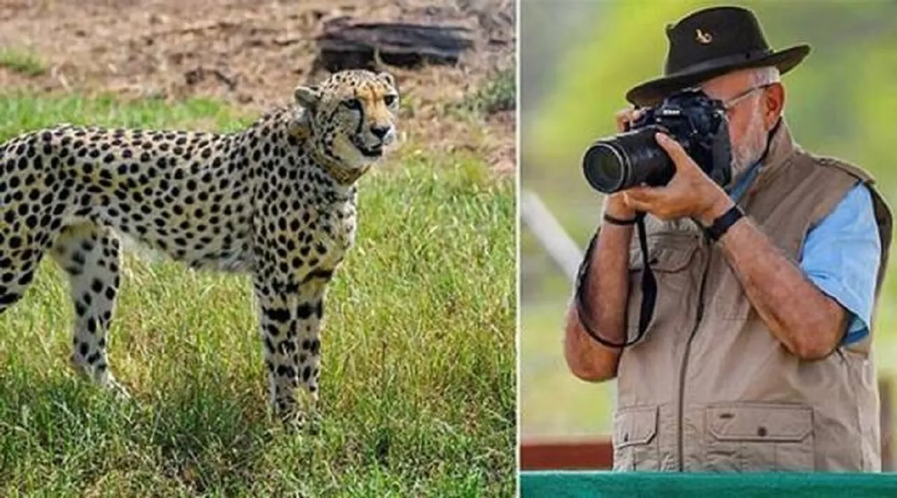 Kuno cheetah death, South African vet expert, case of botulism