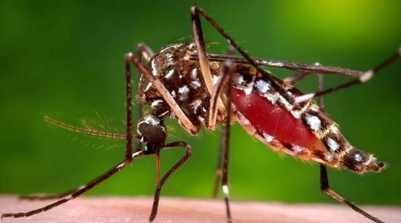 Here's how to fight malaria