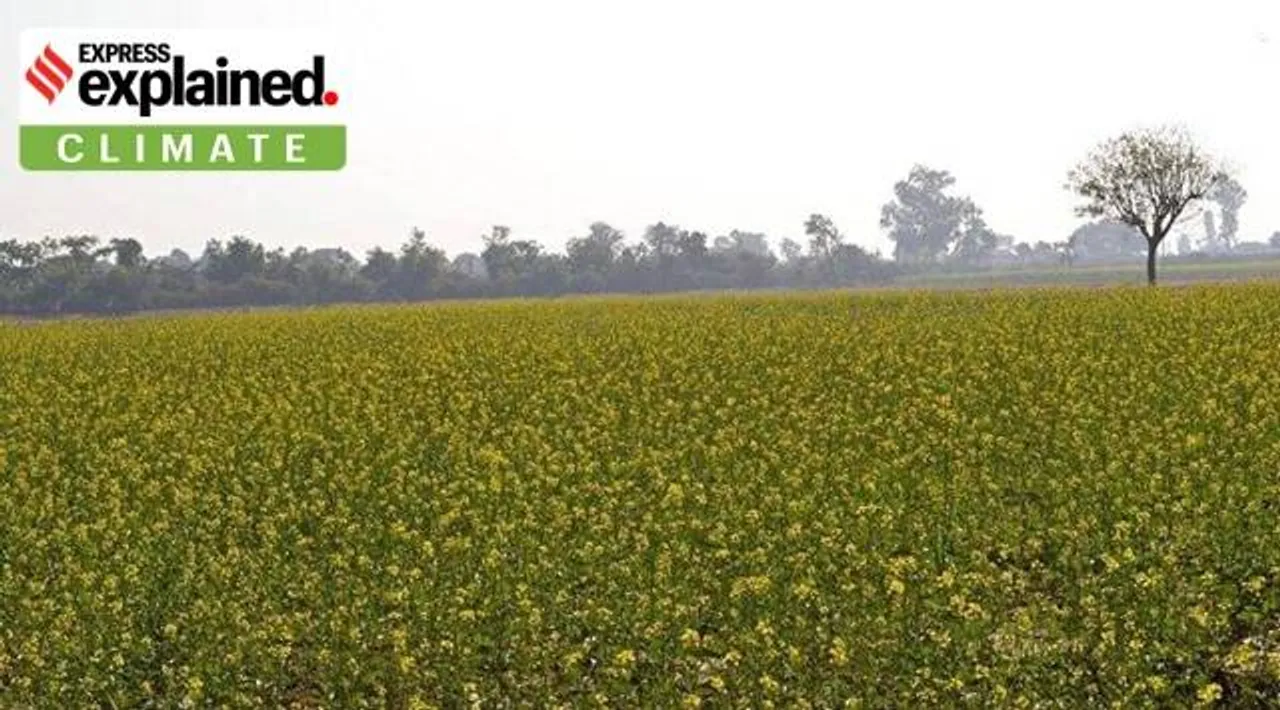 Genetically modified organisms (GMOs) are organisms that have altered DNA to change their properties. Genetically modified crops can improve yield, build resistances to pests, frost or drought, or add nutrients. (Representational image)