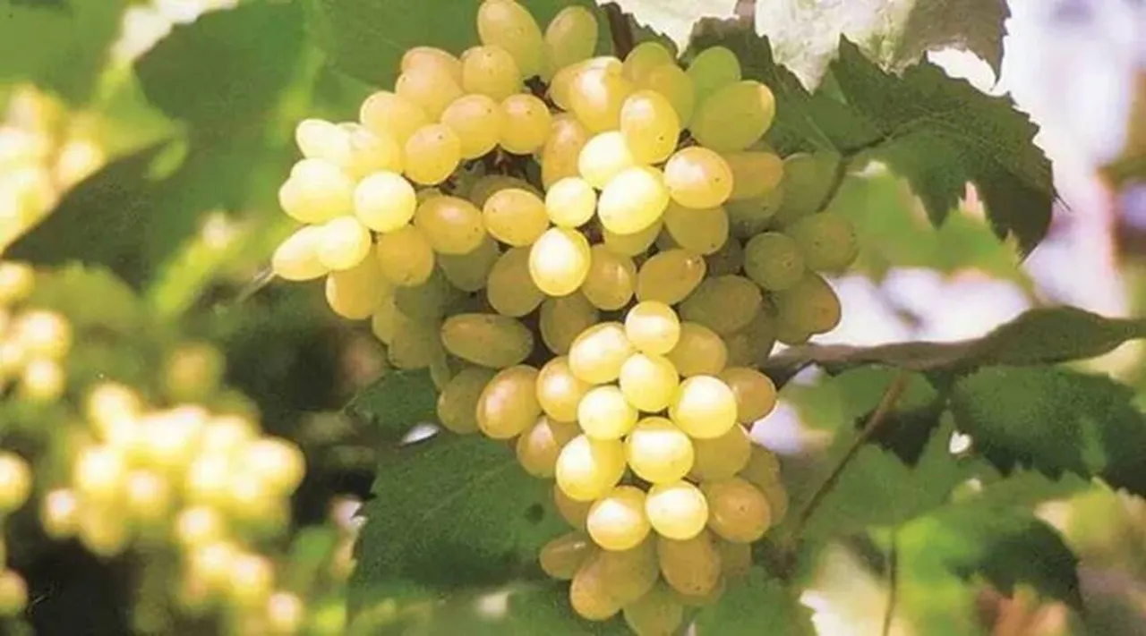 Grapes are rich in antioxidants.