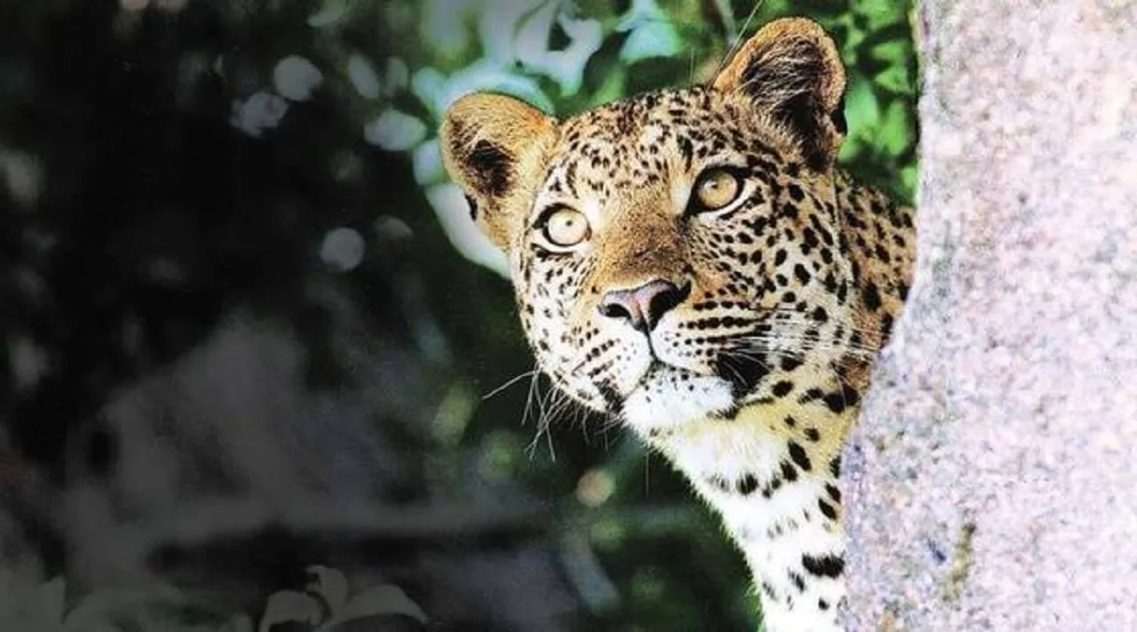 Leopard Gujarat | leopard attack | dahod leopard attack