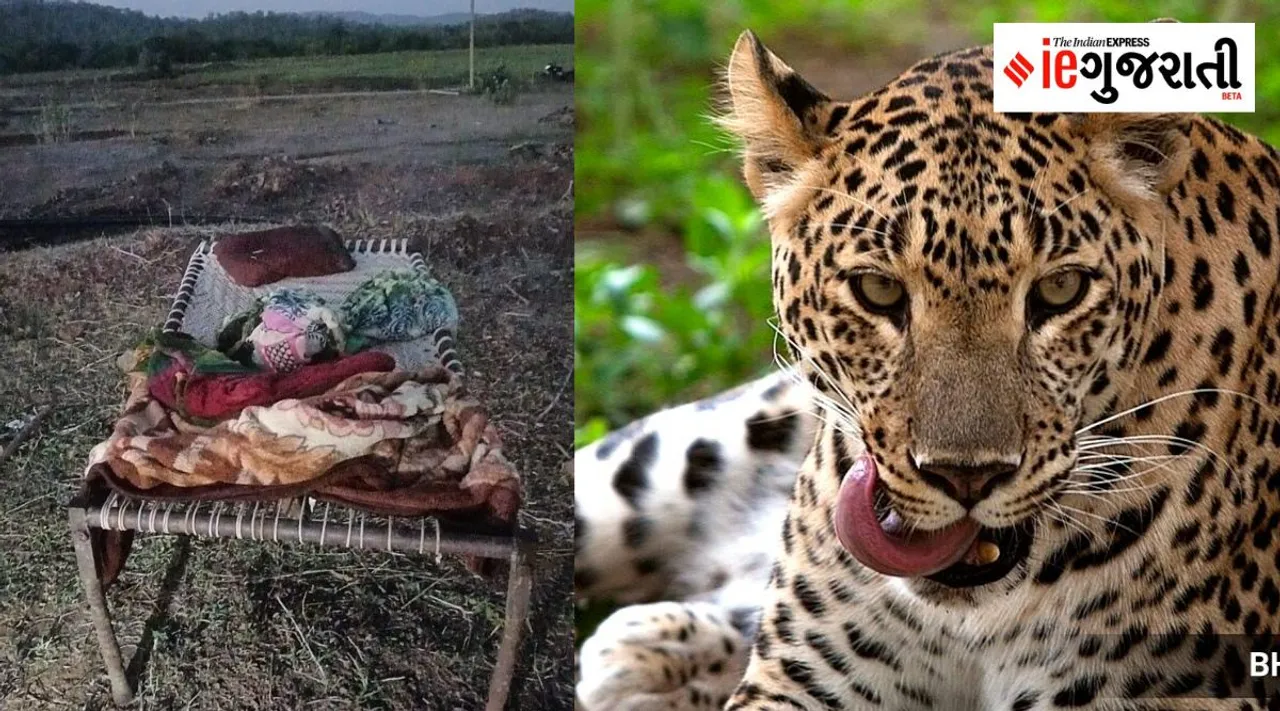 Amreli Leopards attack