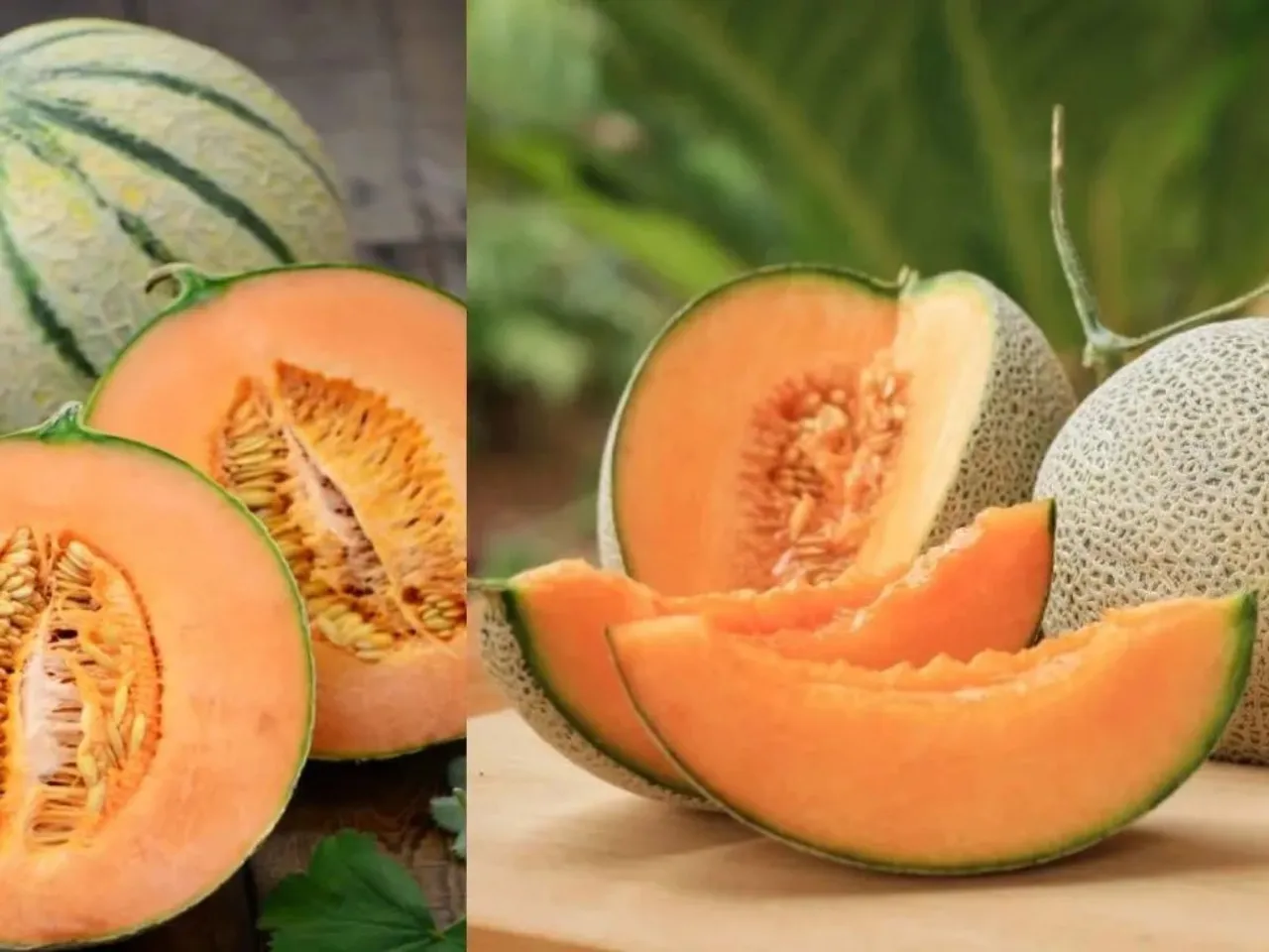 Muskmelon has a high water content, making it an excellent fruit to help hydrate the body, especially during the summer months
