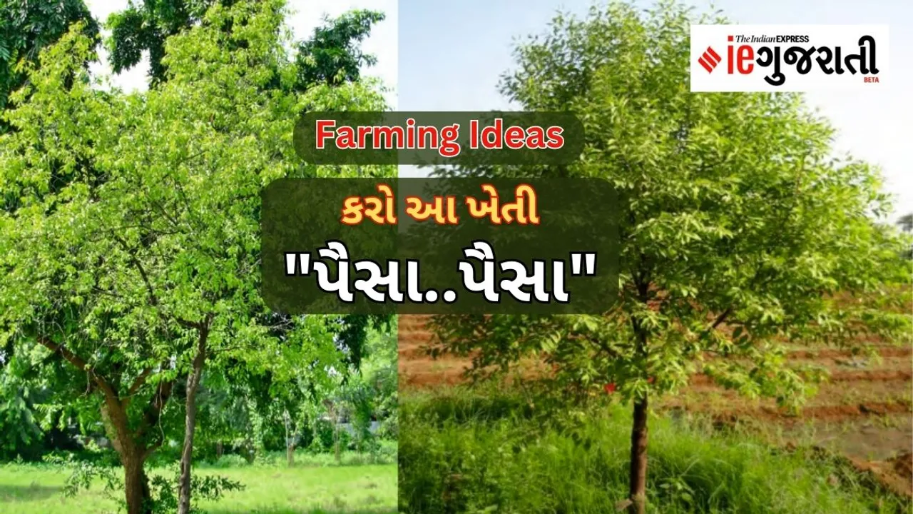 Farming Ideas Sandalwood Farming