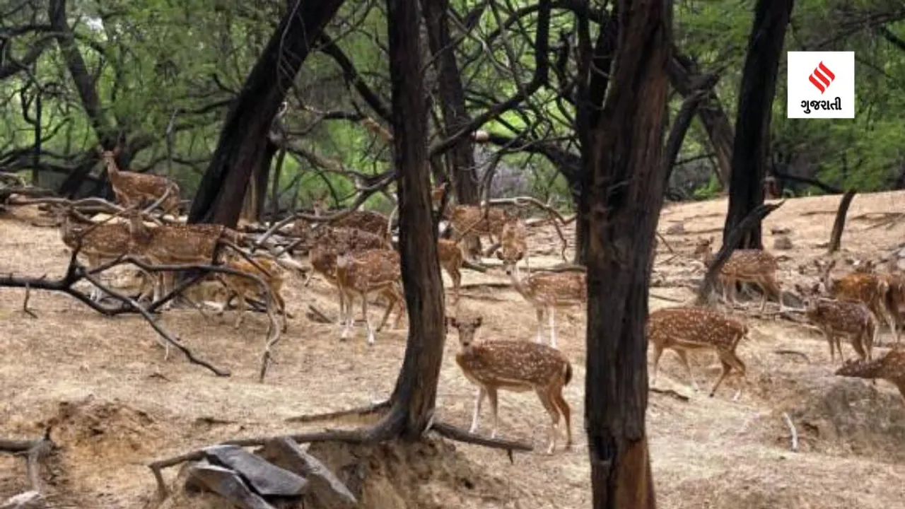 The park is home to around 600 deer. These animals will be moved to forest areas in Rajasthan and Delhi. (File Photo)