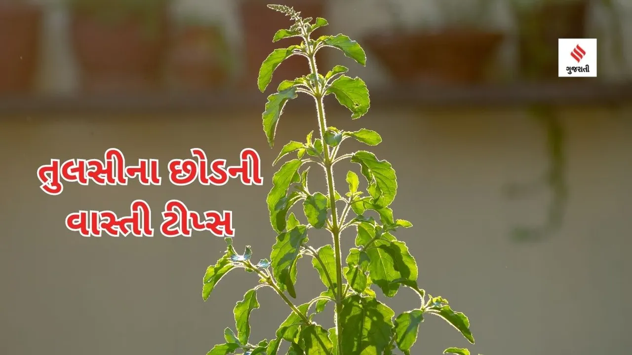 tulsi