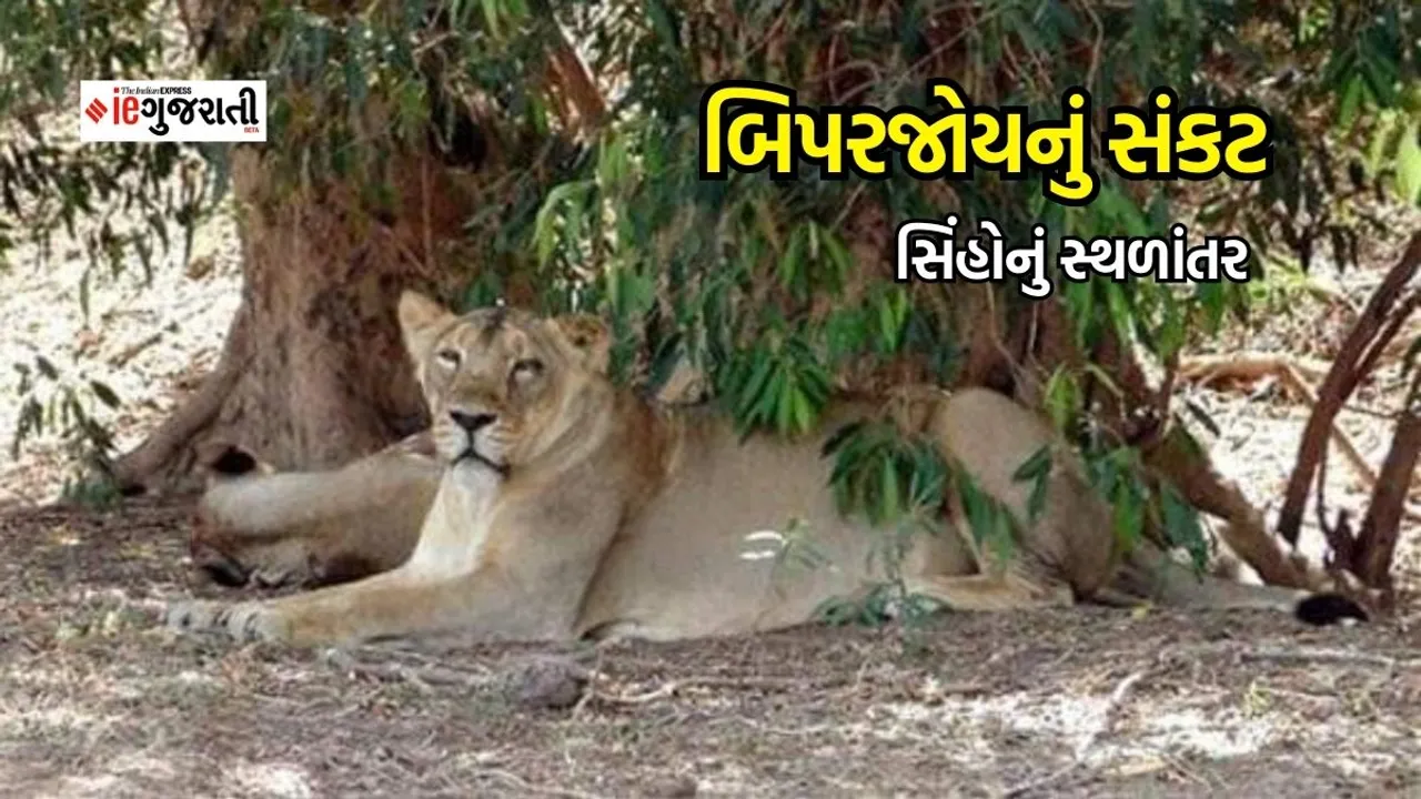 cyclone biparjoy, gujarat weather, lions migrated from Gir forest