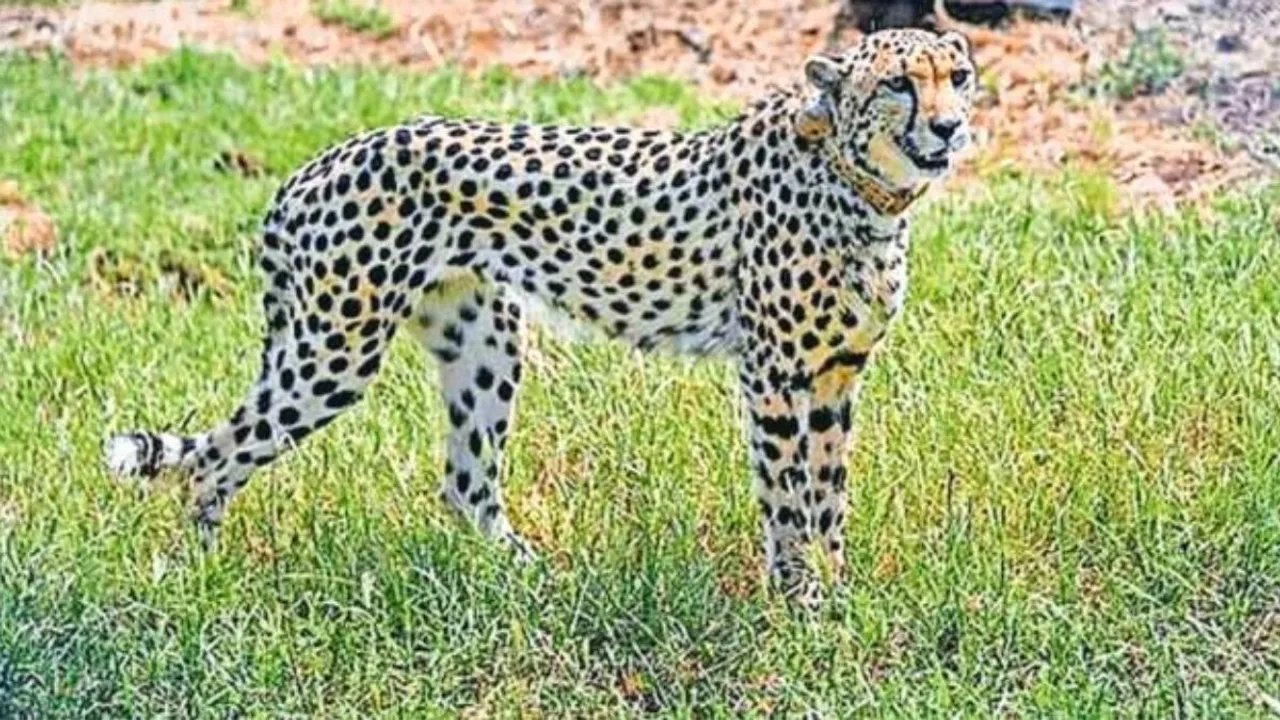 Namibian researchers say cheetahs may fan out into the larger Kuno landscape, dotted by 169 villages. File