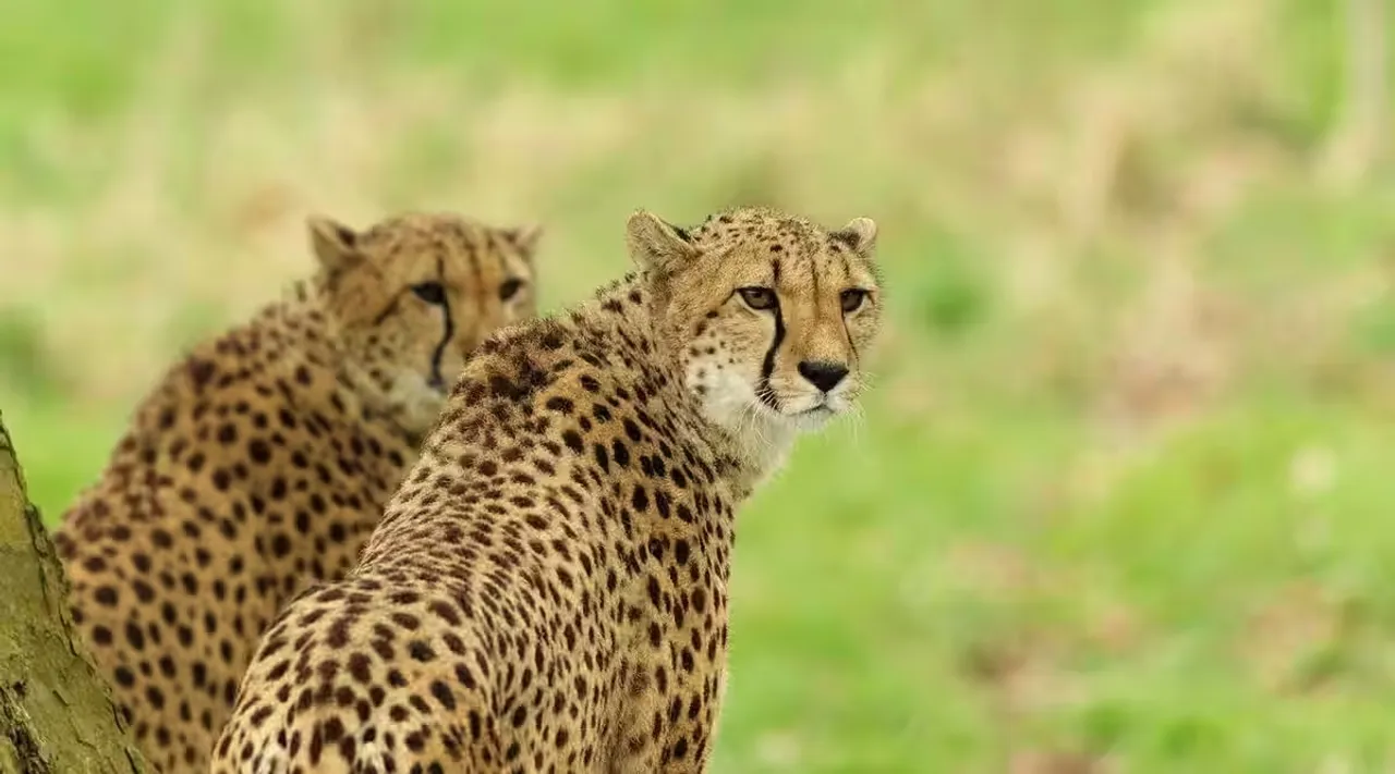 Kuno cheetahs