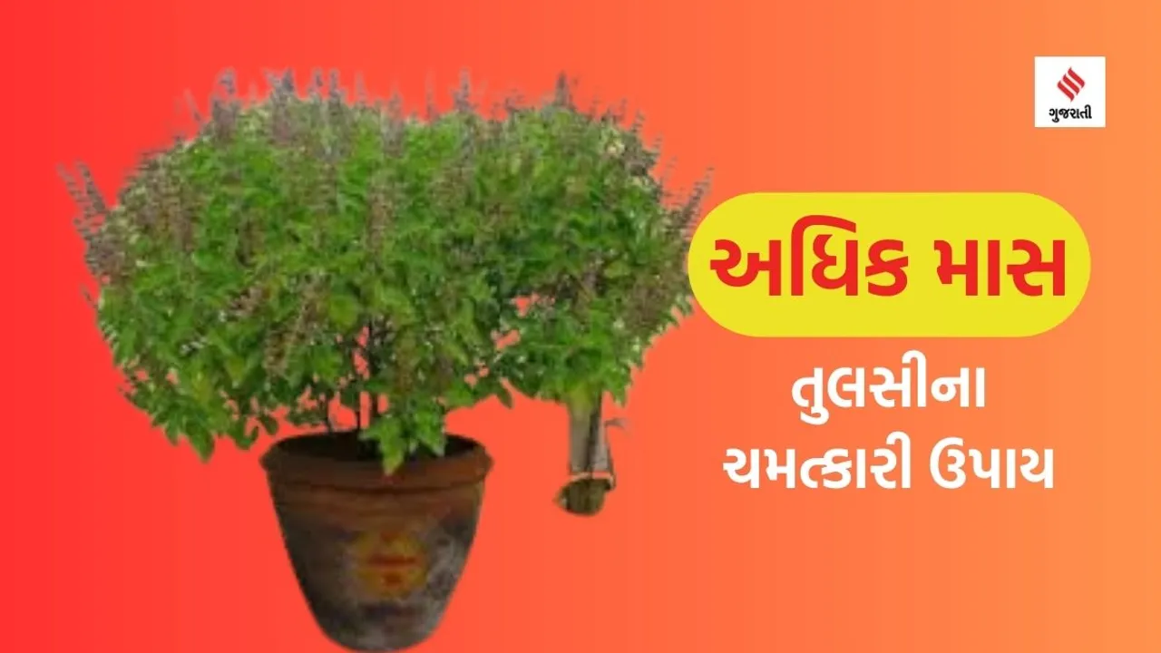 adhik maas 2023 | tulsi plant | tulsi tips | jyotish tips | purushottam maas | dharma bhakti | tulsi pooja