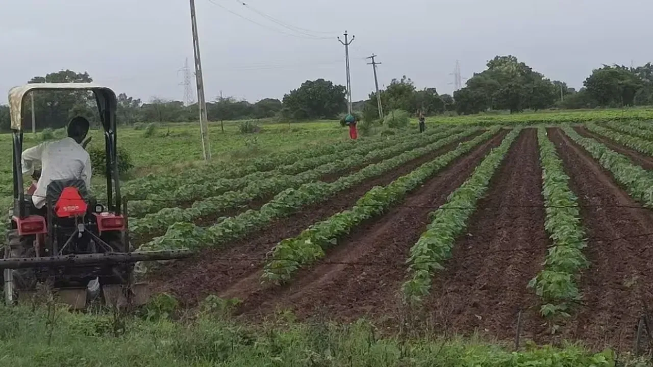 Gujarat Cotton Plantation