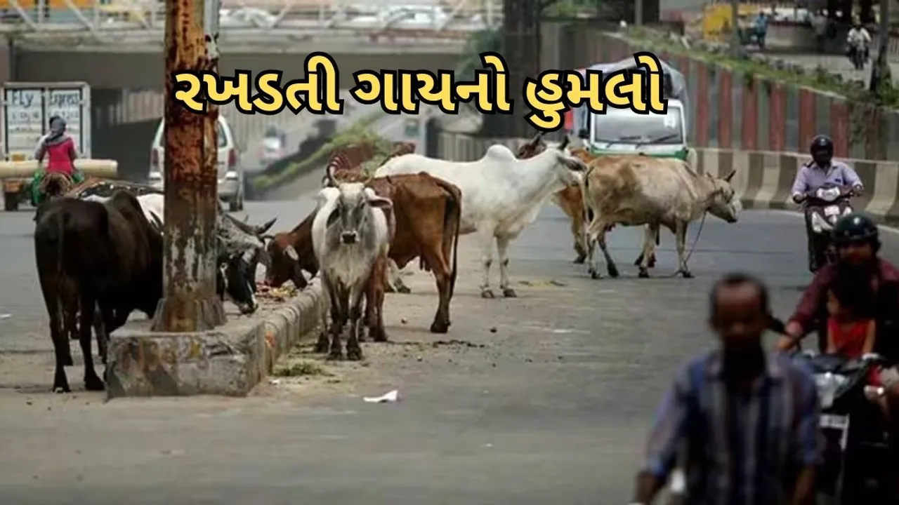 Ahmedabad Stray cattle torture | attack