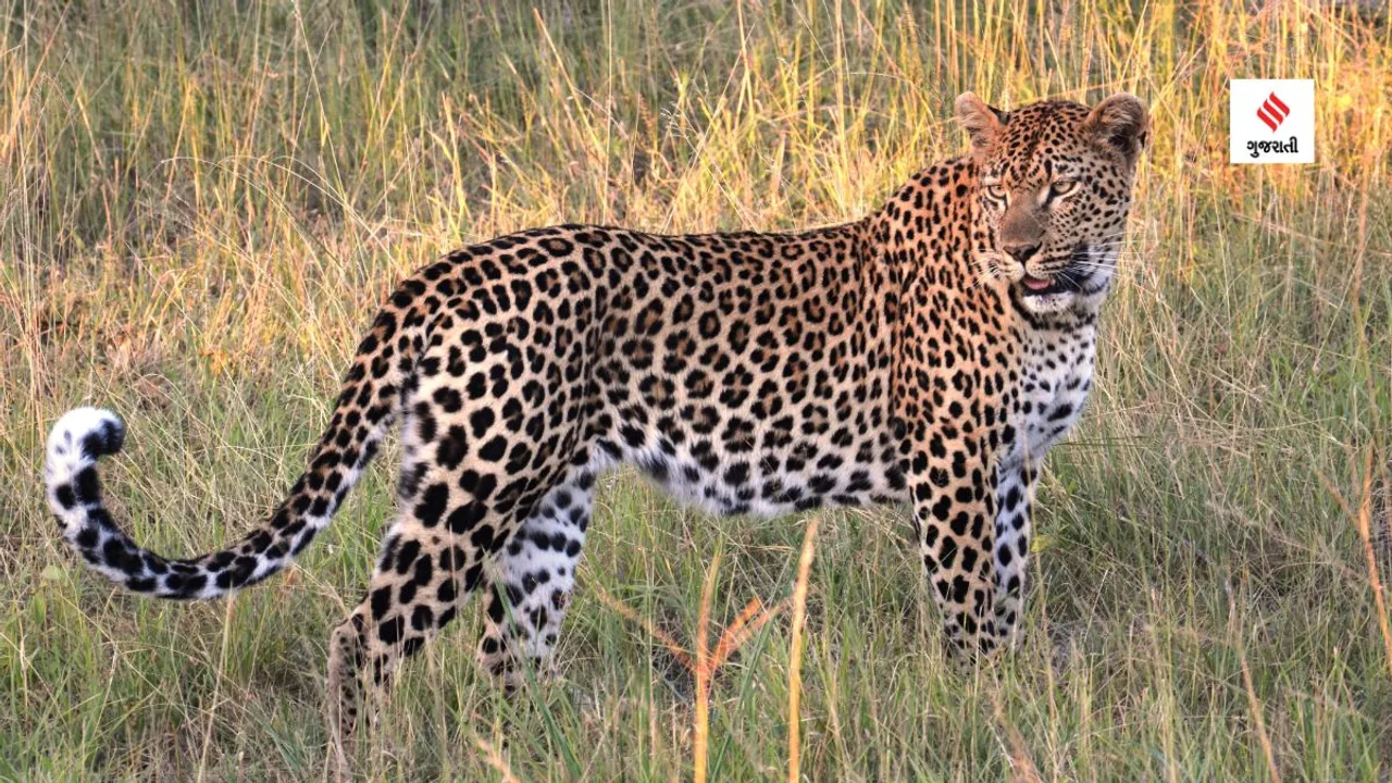 leopard | penther | forest | forest animals