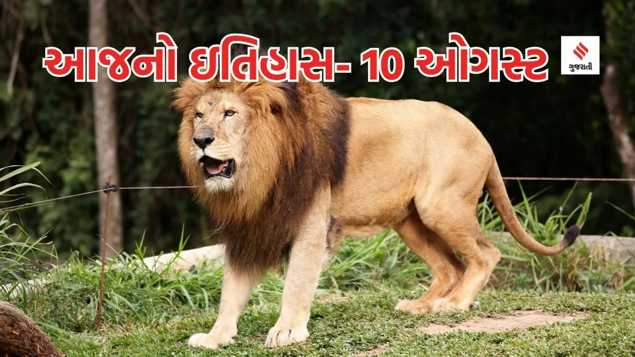 Today history | 10 august history | World Lion Day | Lion | git lion