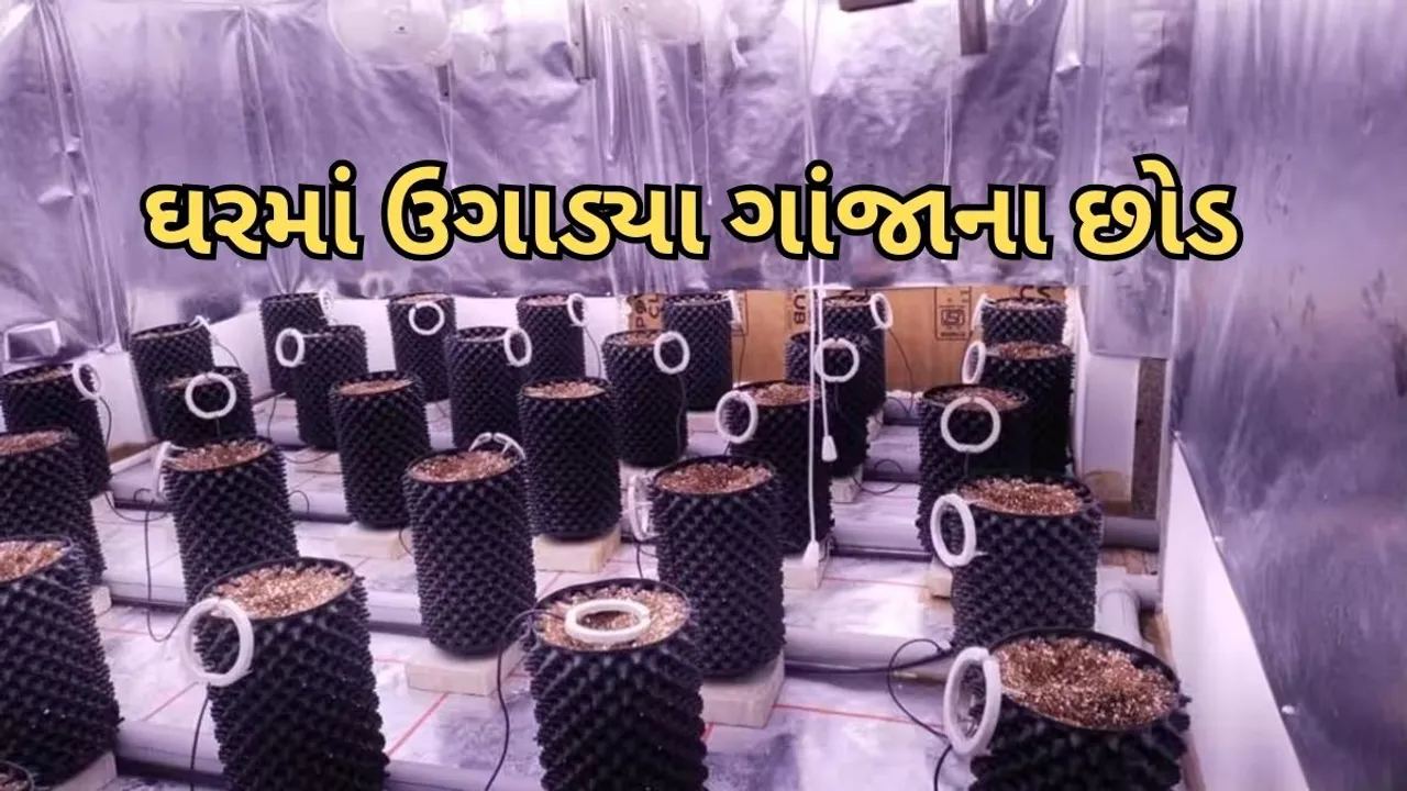 Marijuana plant grown home | Gujarat | Ahmedabad