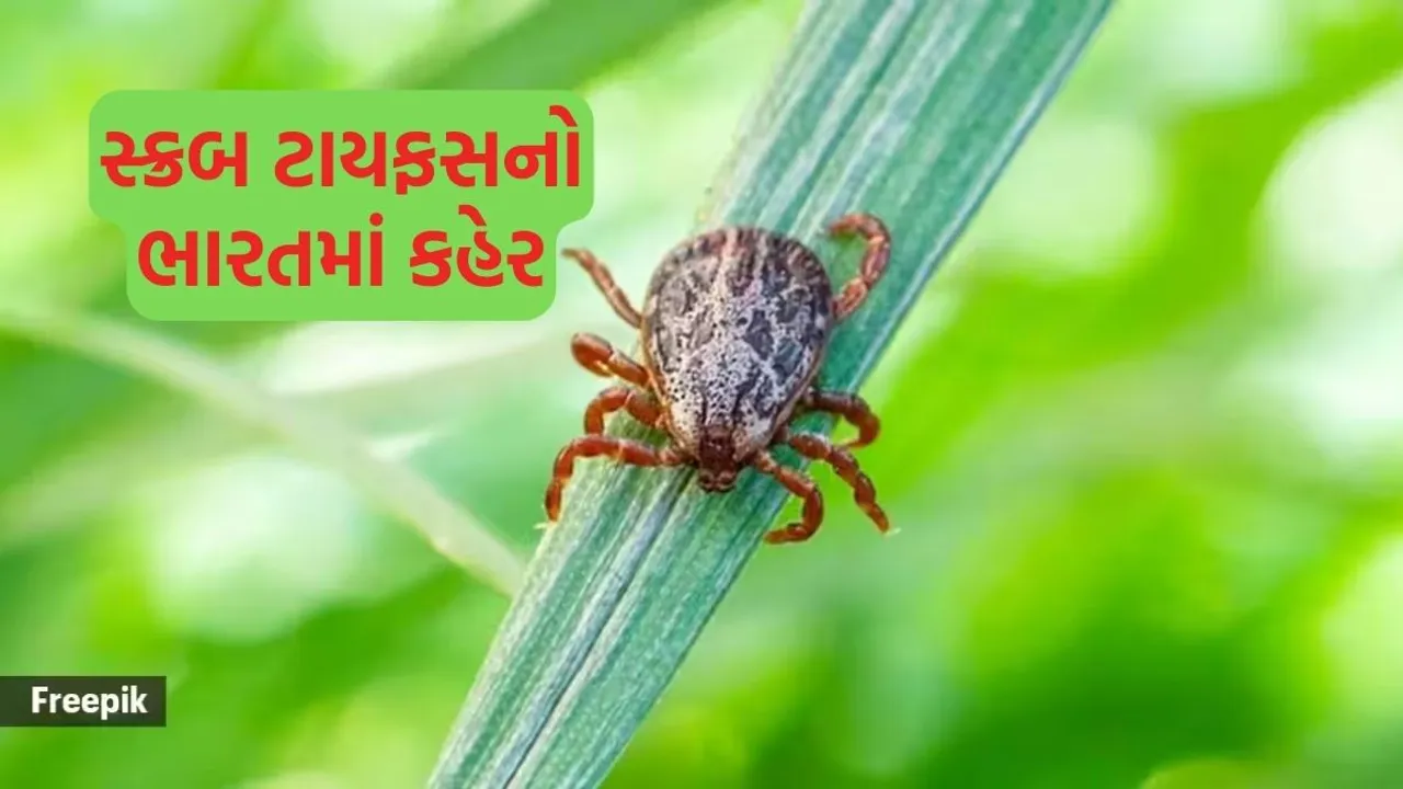 Scrub Typhus. Scrub Typhus Symptoms. Scrub Typhus Treatment