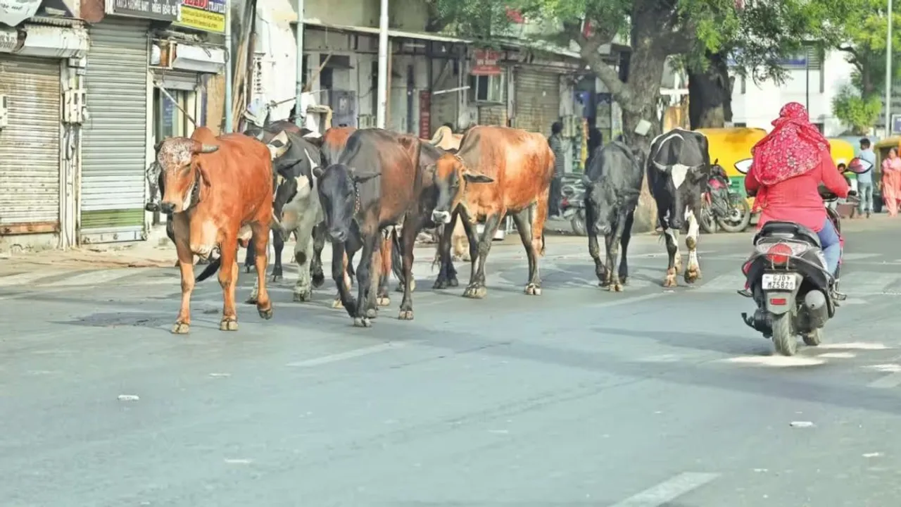 Ahmedabad | Stray cattle | AMC